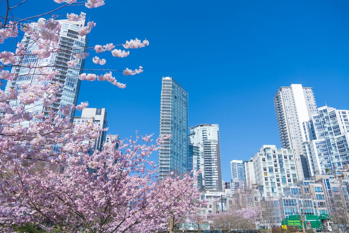Pink cherry blossoms frame Vancouver high-rises under a clear blue sky
